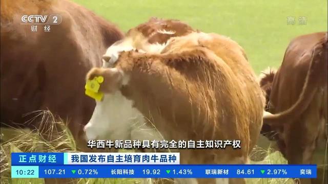 开云 开云体育43年我们终于有完全自主知识产权的牛了(图2)