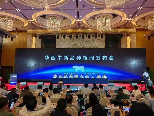 开云 开云体育43年我们终于有完全自主知识产权的牛了(图8)
