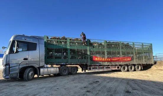 开云 开云体育43年我们终于有完全自主知识产权的牛了(图14)