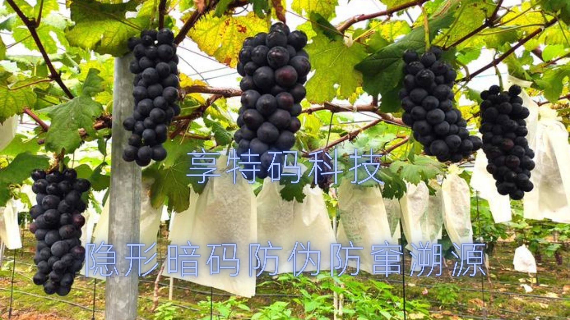 暗码防伪标签防窜溯源赋能品牌数字化转型：让农业开云体育 开云官网品牌走向智能化时